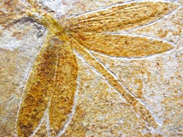 【 化石 】昆虫化石 巨大トンボ 蜻蛉  Isophlebiaドラゴンフライ ドイツ ゾルンホーフェン 博物館級ブランド標本 羽根の皺までくっきり
