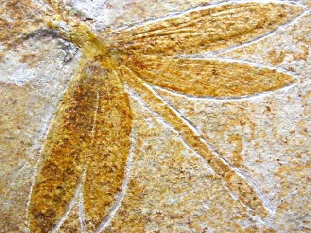 【 化石 】昆虫化石 巨大トンボ 蜻蛉  Isophlebiaドラゴンフライ ドイツ ゾルンホーフェン 博物館級ブランド標本 羽根の皺までくっきり