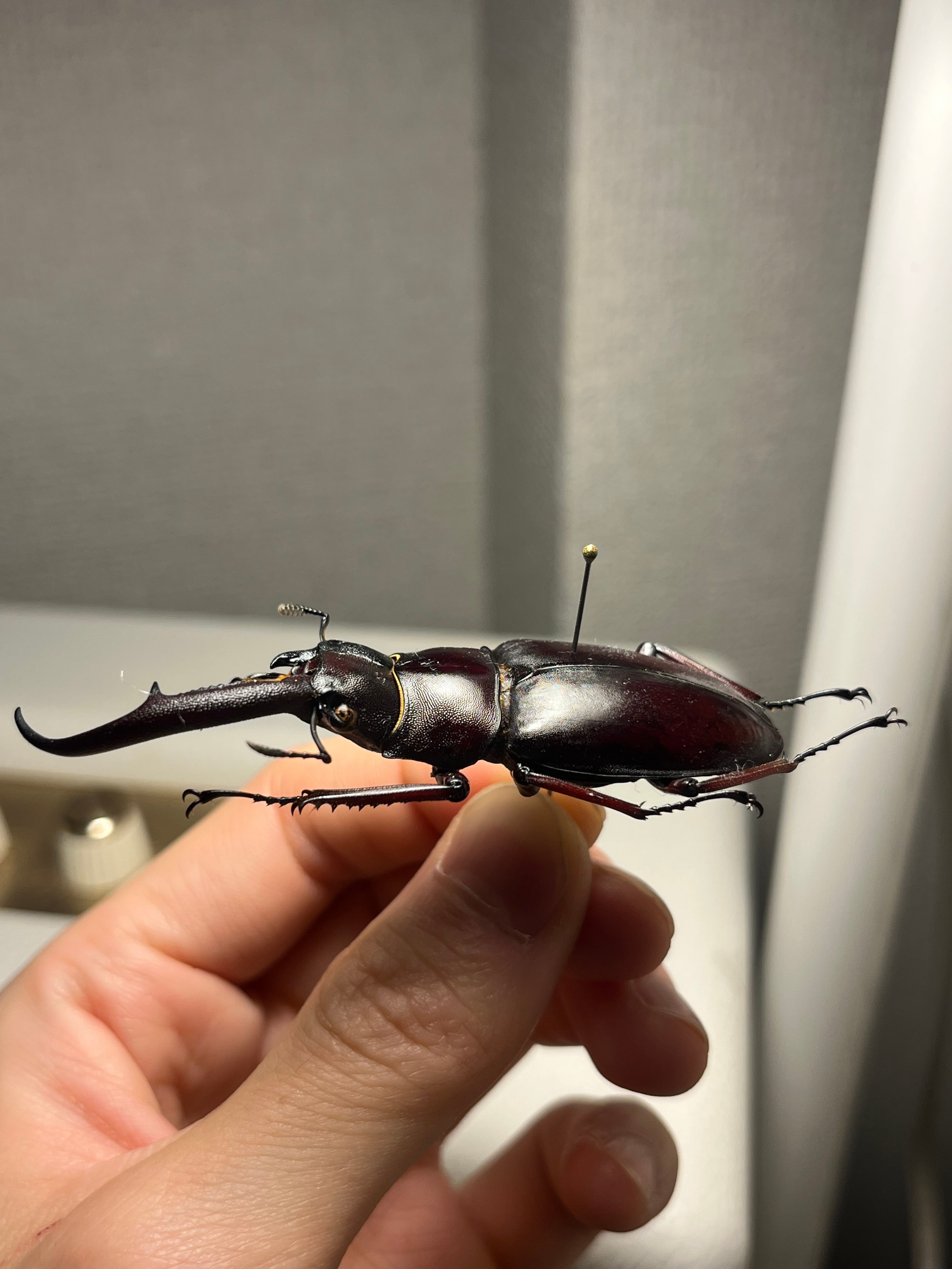 雌雄同体】マンディブラリスフタマタクワガタ Hexarthrius