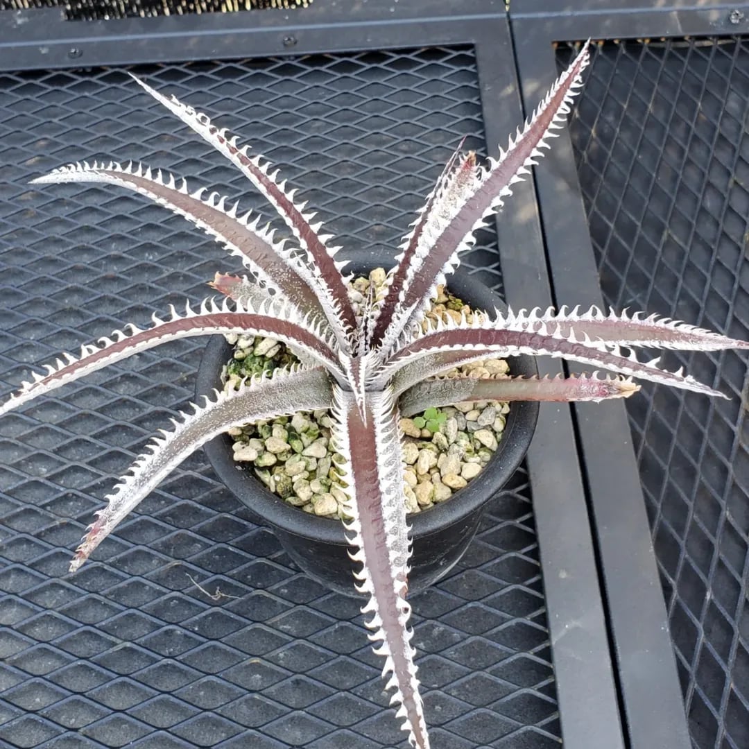 F00380_Dyckia 'Branca de Neve'：ディッキア・ブランカ・ジュ・ネヴェ