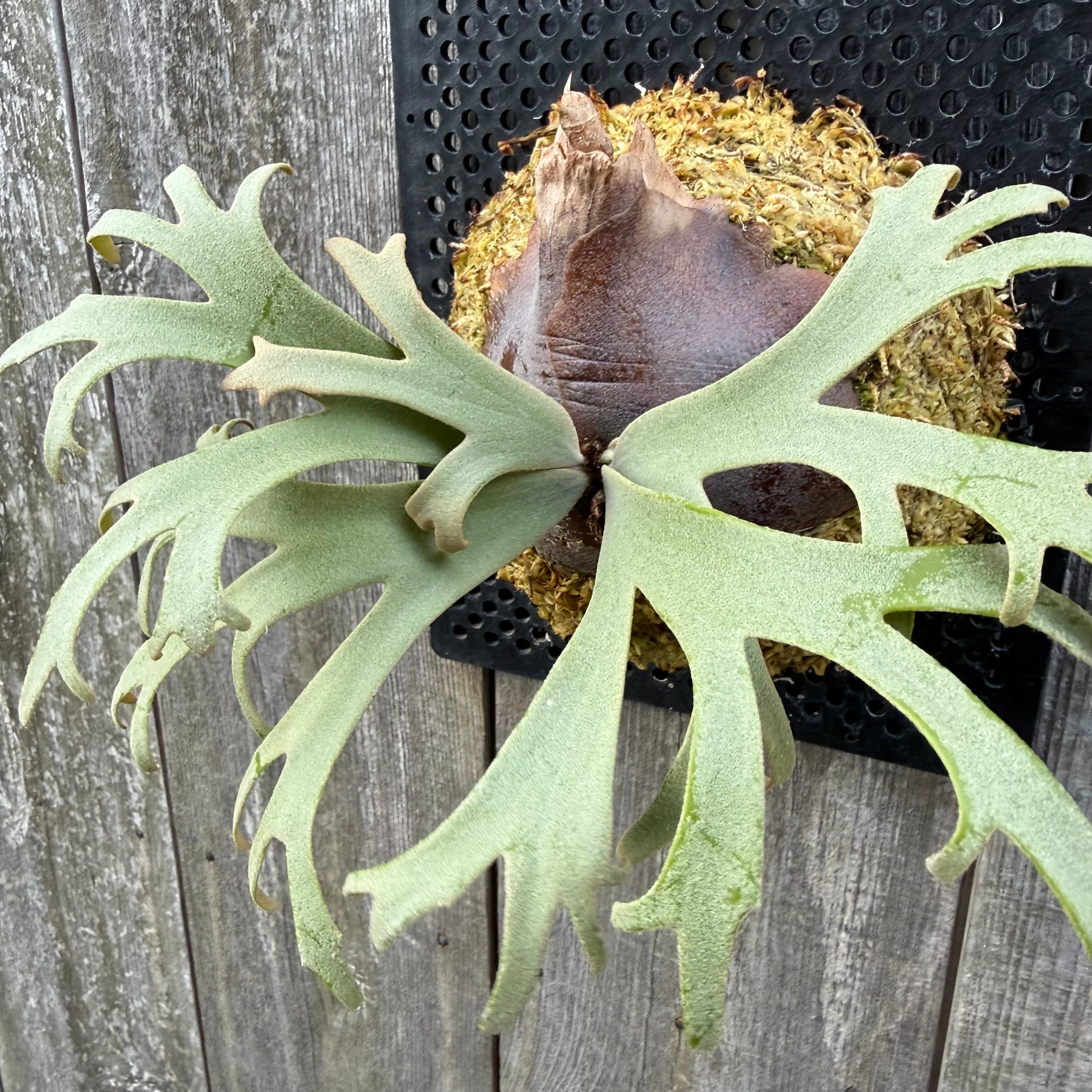 P. willinckii Jenny #1 (pup) | naturefix