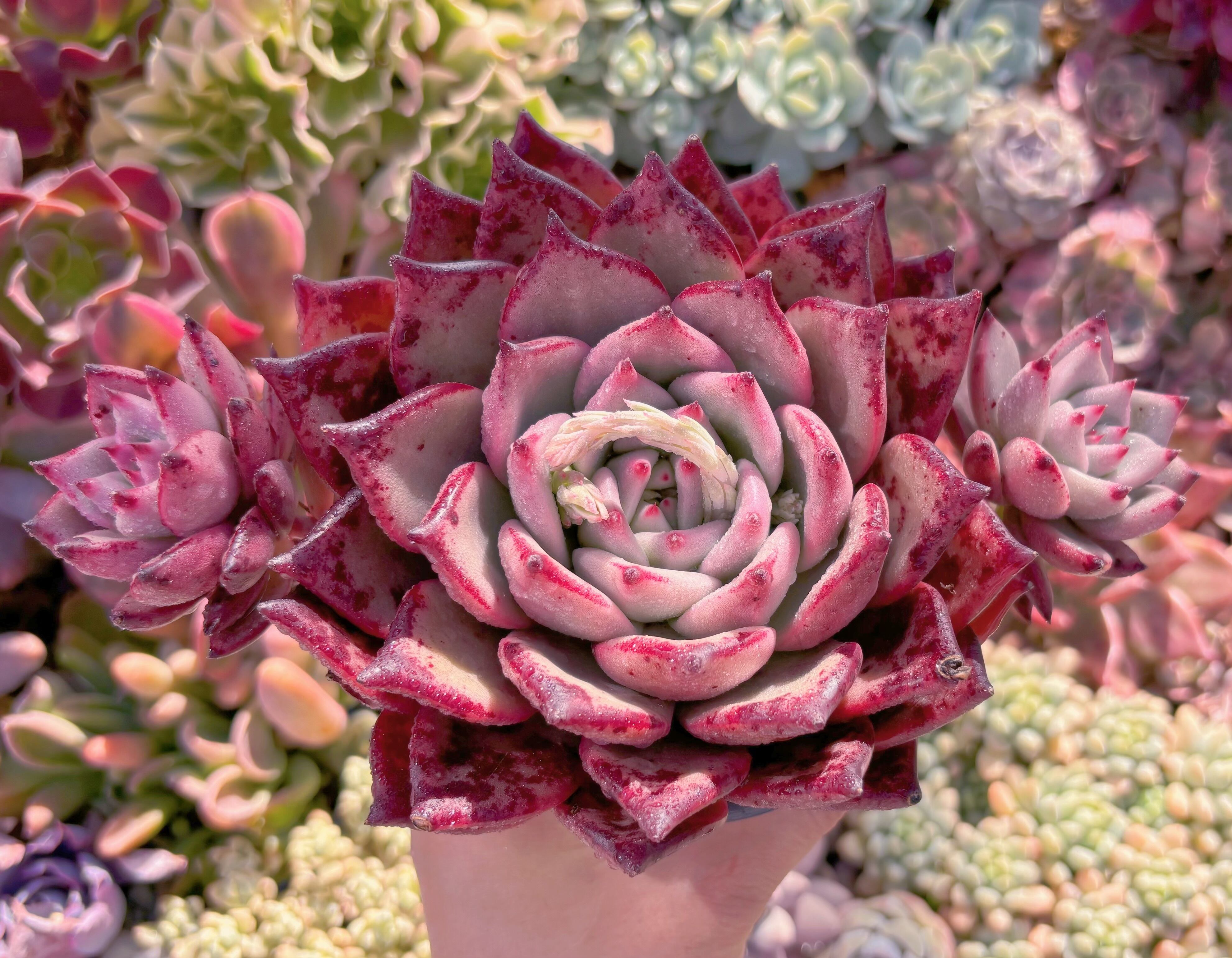 現品　ロメオxマリア#A28　新入荷　特大苗　るる農園