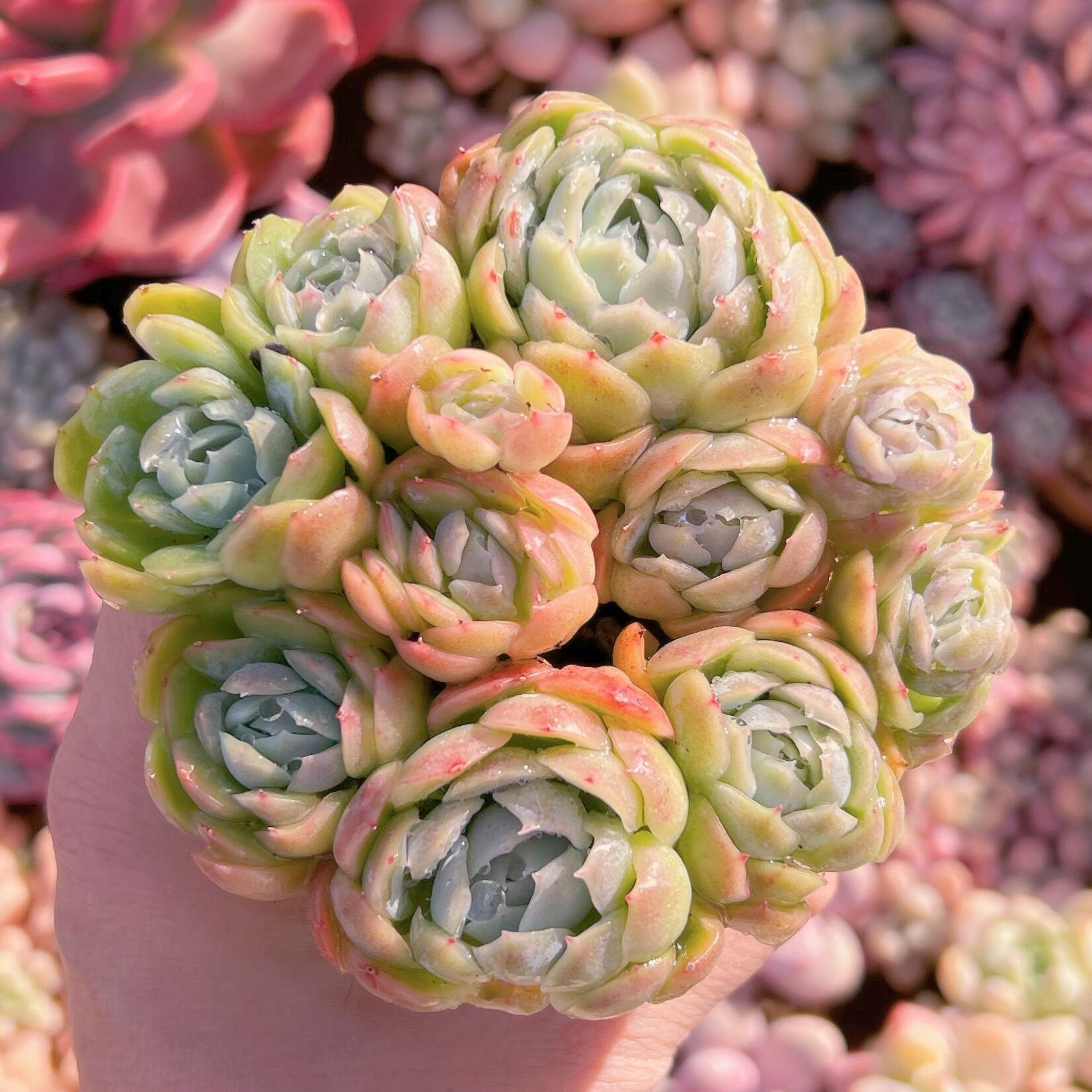 現品　クリームベリー#648   るる農園