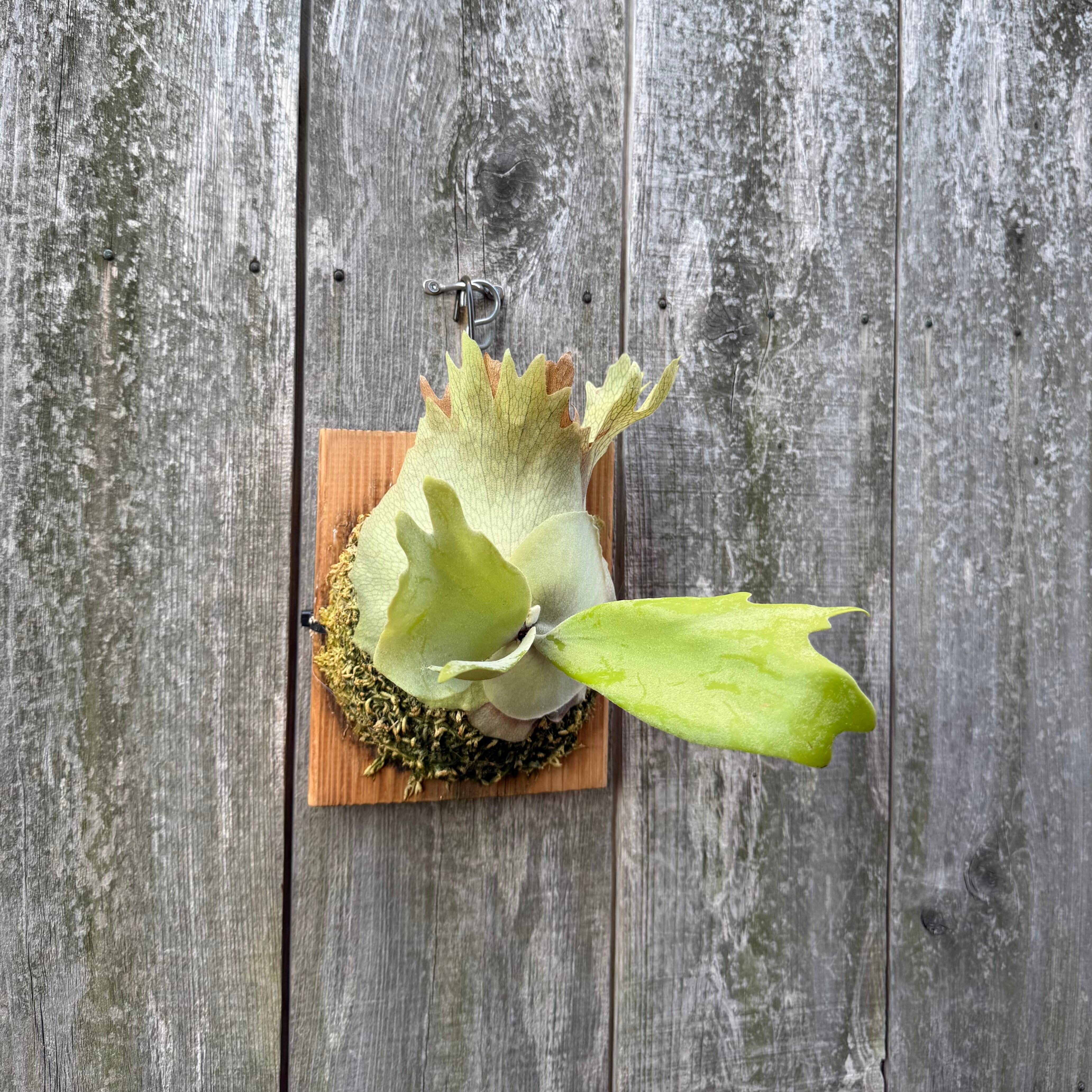 P. willinckii cv. Seiren (pup) | naturefix