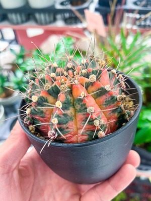 サボテン　ギムノカリキウム