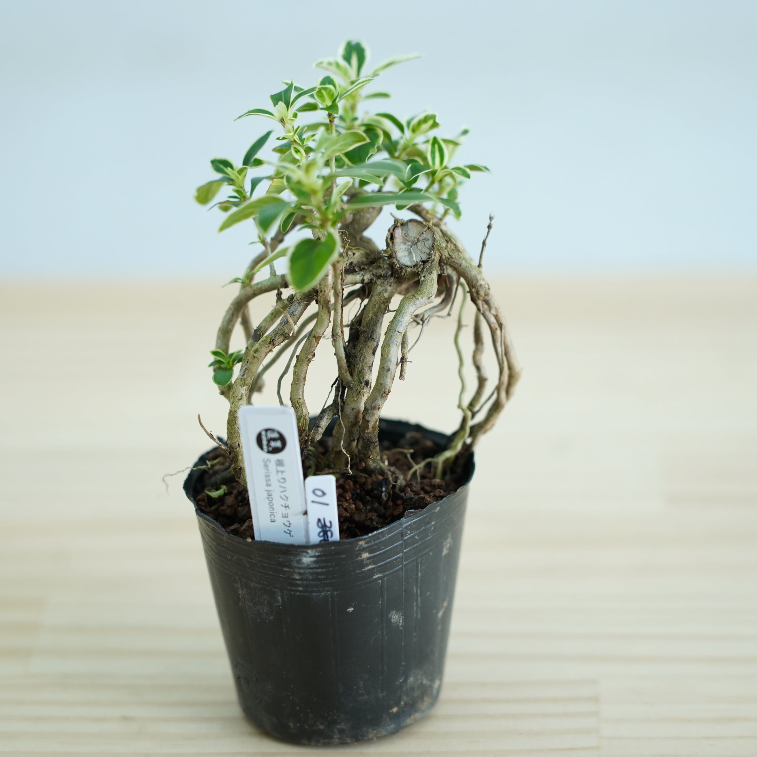 ◆現品◆ハクチョウゲ根上がり#01 苔テラリウム作製用素材 ◆テラリウム盆栽用