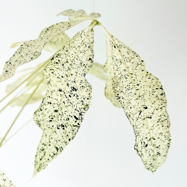 《希少》斑入り パキラ ミルキーウェイ 曲がり 接木 7号鉢 希少植物