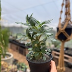 Dorstenia gigas【ドルステニア・ギガス・実生】