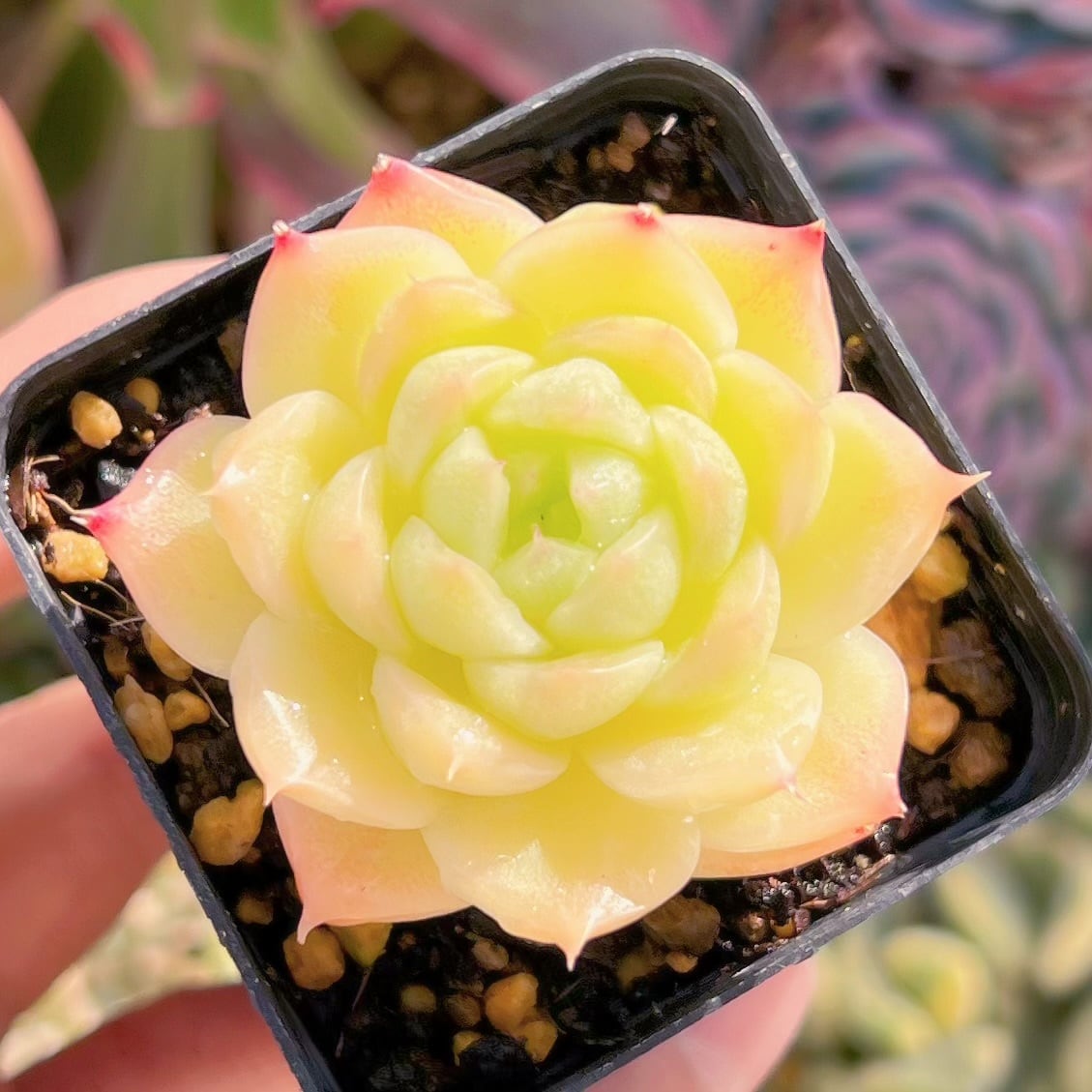 現品　杏奈#543   るる農園