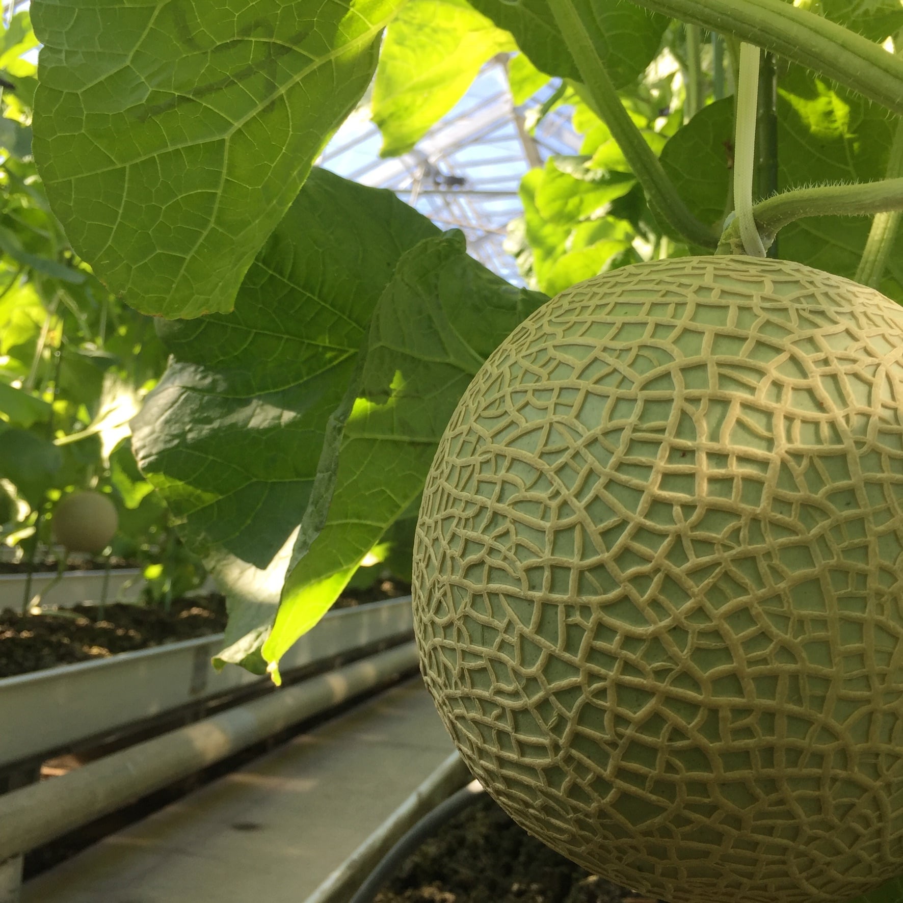 贈答用マスクメロンRyo Lサイズ（12/1〜10日頃発送予定) | 名倉メロン