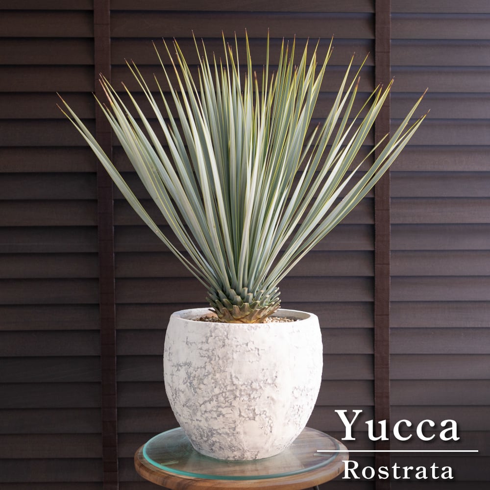 ユッカ ロストラータ Rostrata 8号 陶器鉢 観葉植物 ドライガーデン