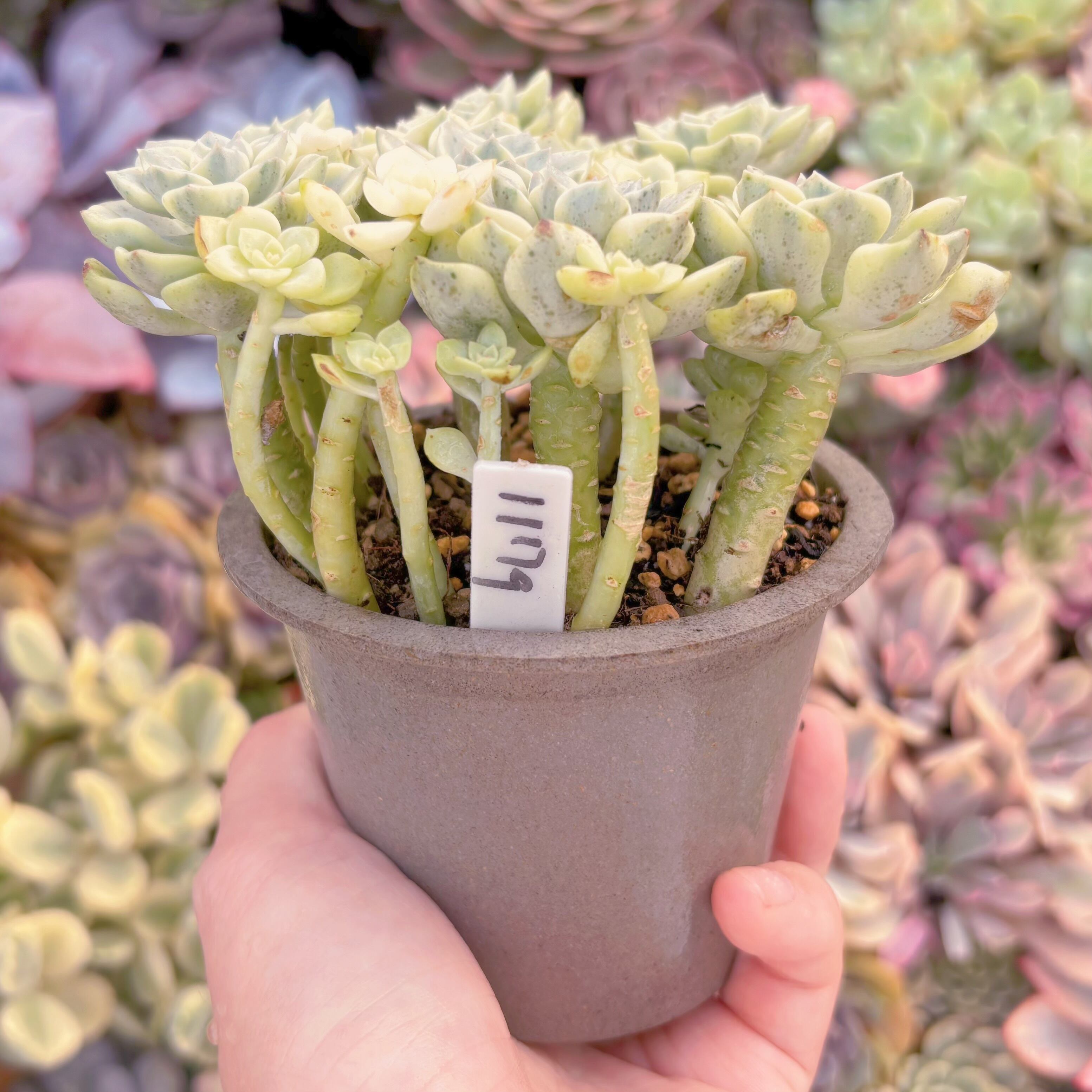 現品 ティンカーベル錦#1179 大群生 新入荷 るる農園 | るる農園~多肉