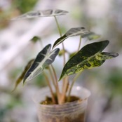 アロカシア バンビーノ イエロー / Alocasia bambino variegated 'Yellow'⑨ / 観葉植物