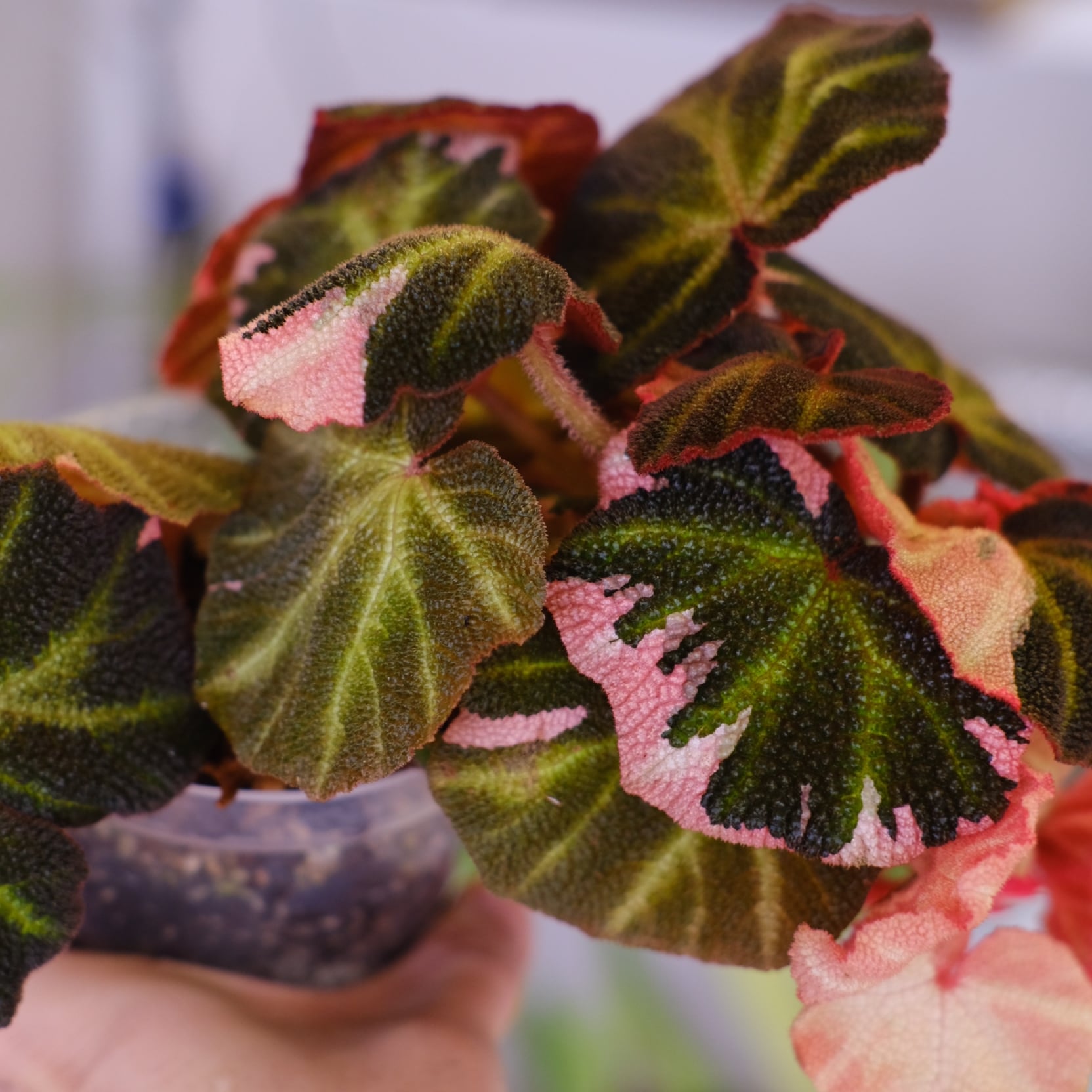Begonia soli mutata Var│ベゴニア ソリムタータ ピンク④ Begonia soli mutata Var│ベゴニア ソリムタータ ピンク④ Begonia