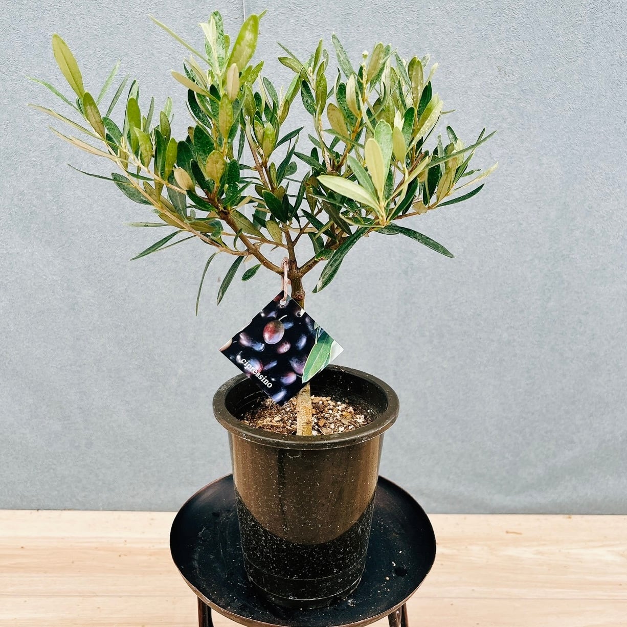 現品］B エスキナンサス タイピンク 5号 観葉植物 室内 吊り下げ