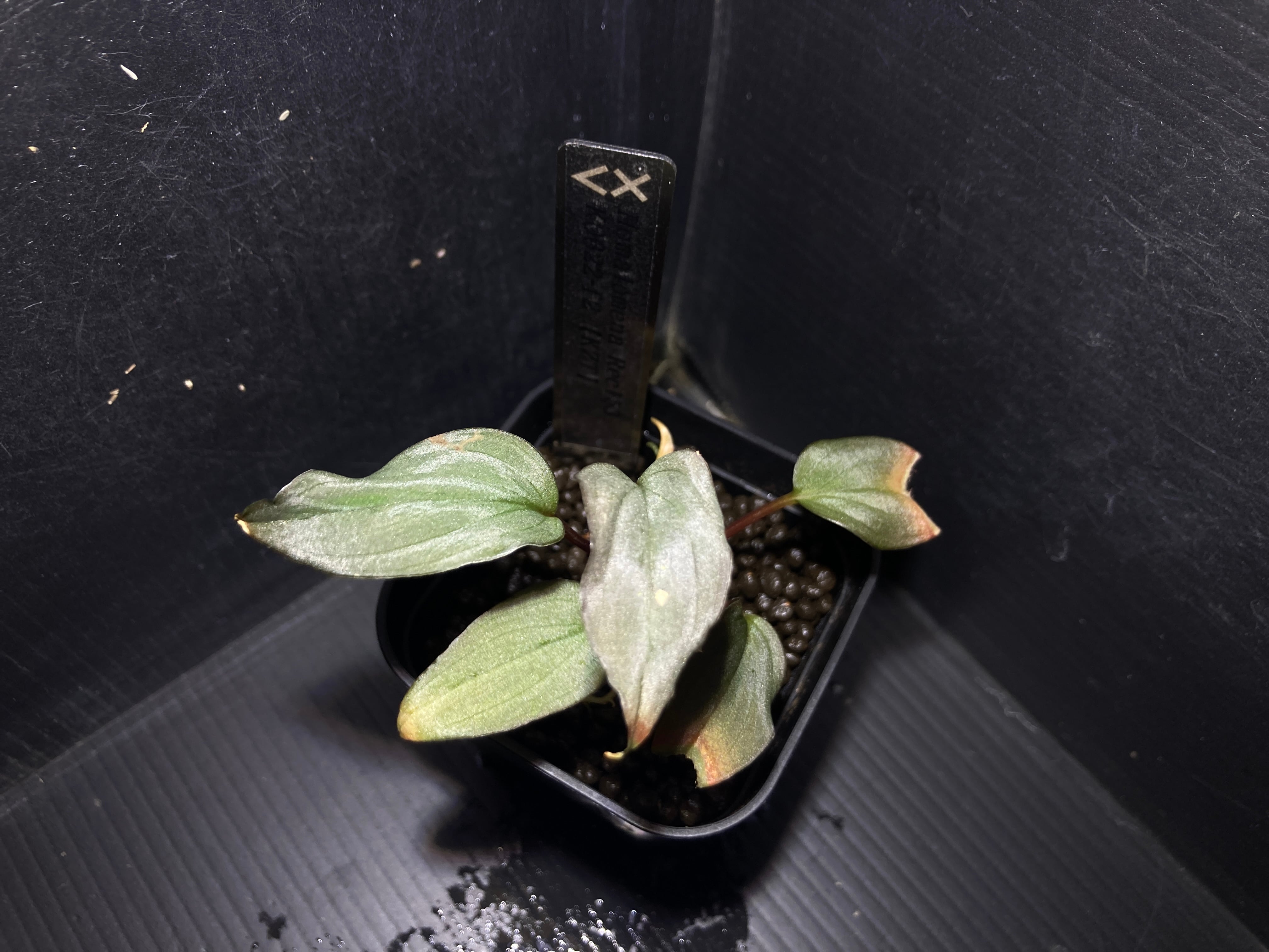 ホマロメナ | AquaFocus