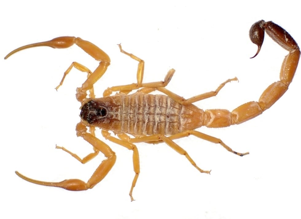 極美個体】ロブスターオオムカデセンチピード 全長20cm程Scolopendra