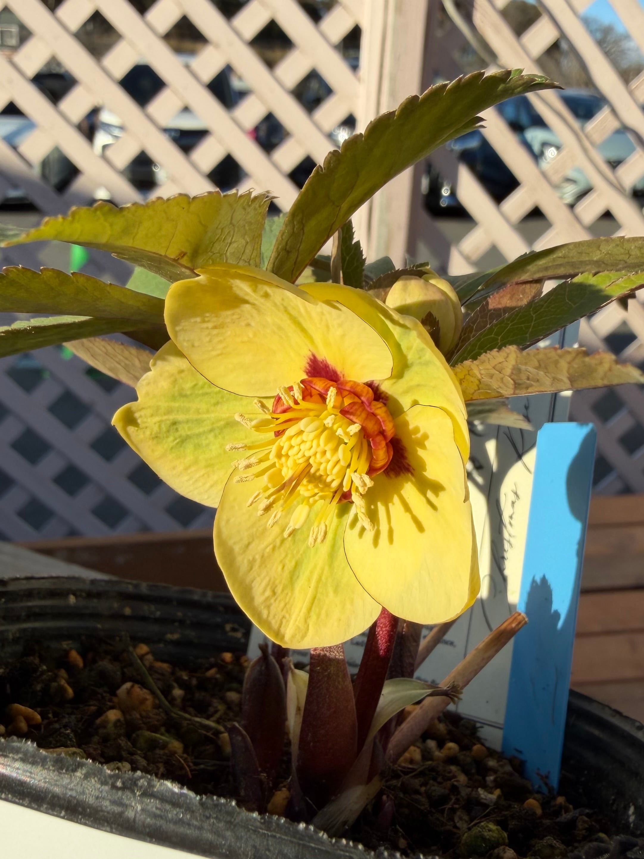 リトルビーストファントム オキシ系オーレア 高橋育苗 クリスマス