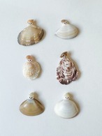 標本箱みたいなマグネットのセット