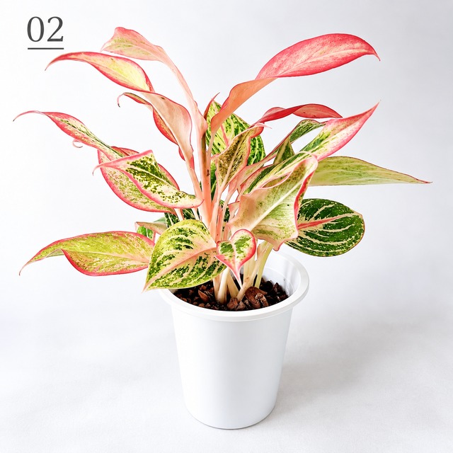 アグラオネマ 観葉植物 calm cafe