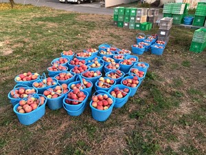 大人気 マルスミさんのりんご 【品種:秋映、紅玉、ピッコロetc】3個セット