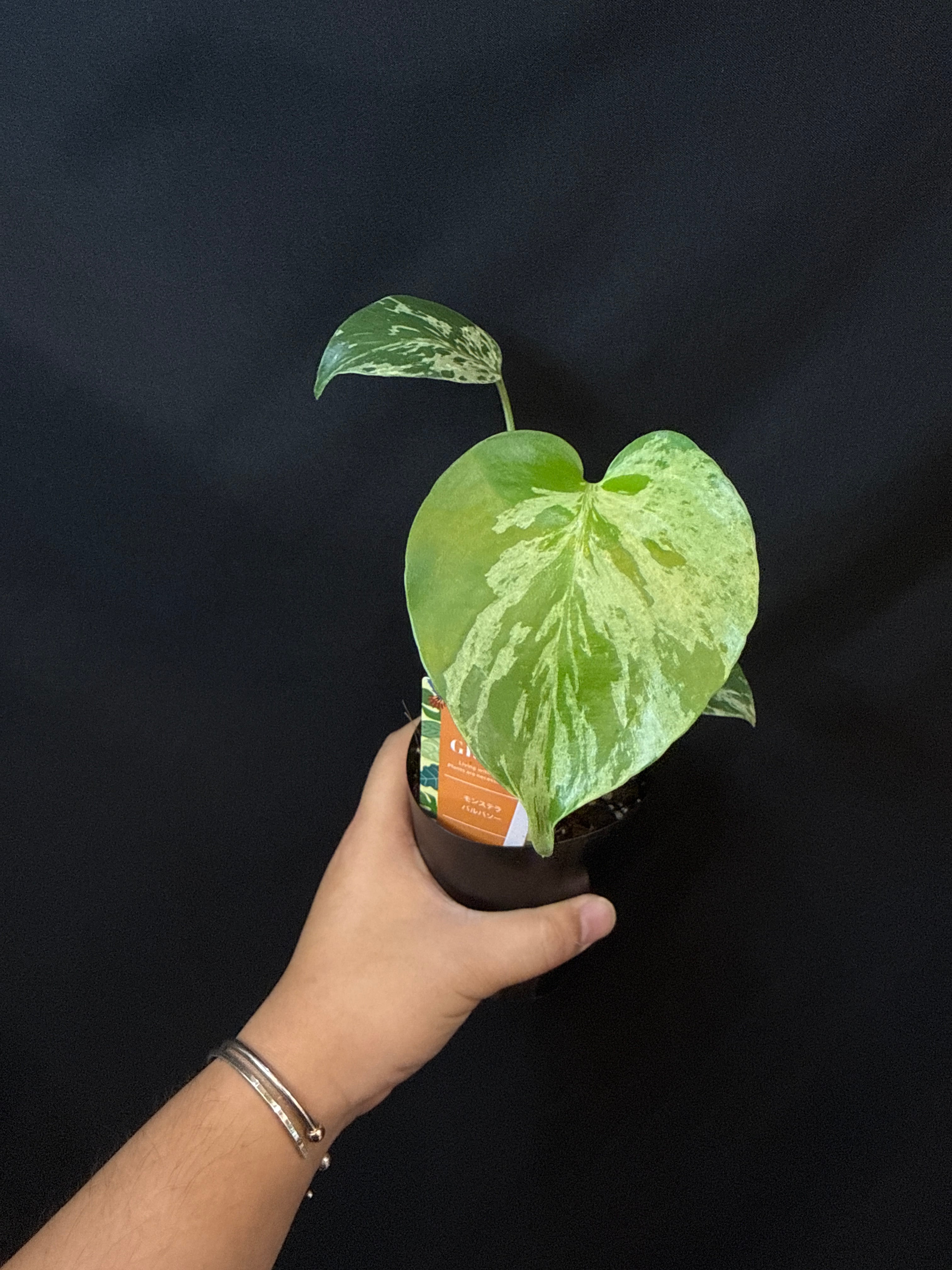 B (U.J.)アロカシア メロ albo variegated | Gardenえん 【観葉熱帯植物】