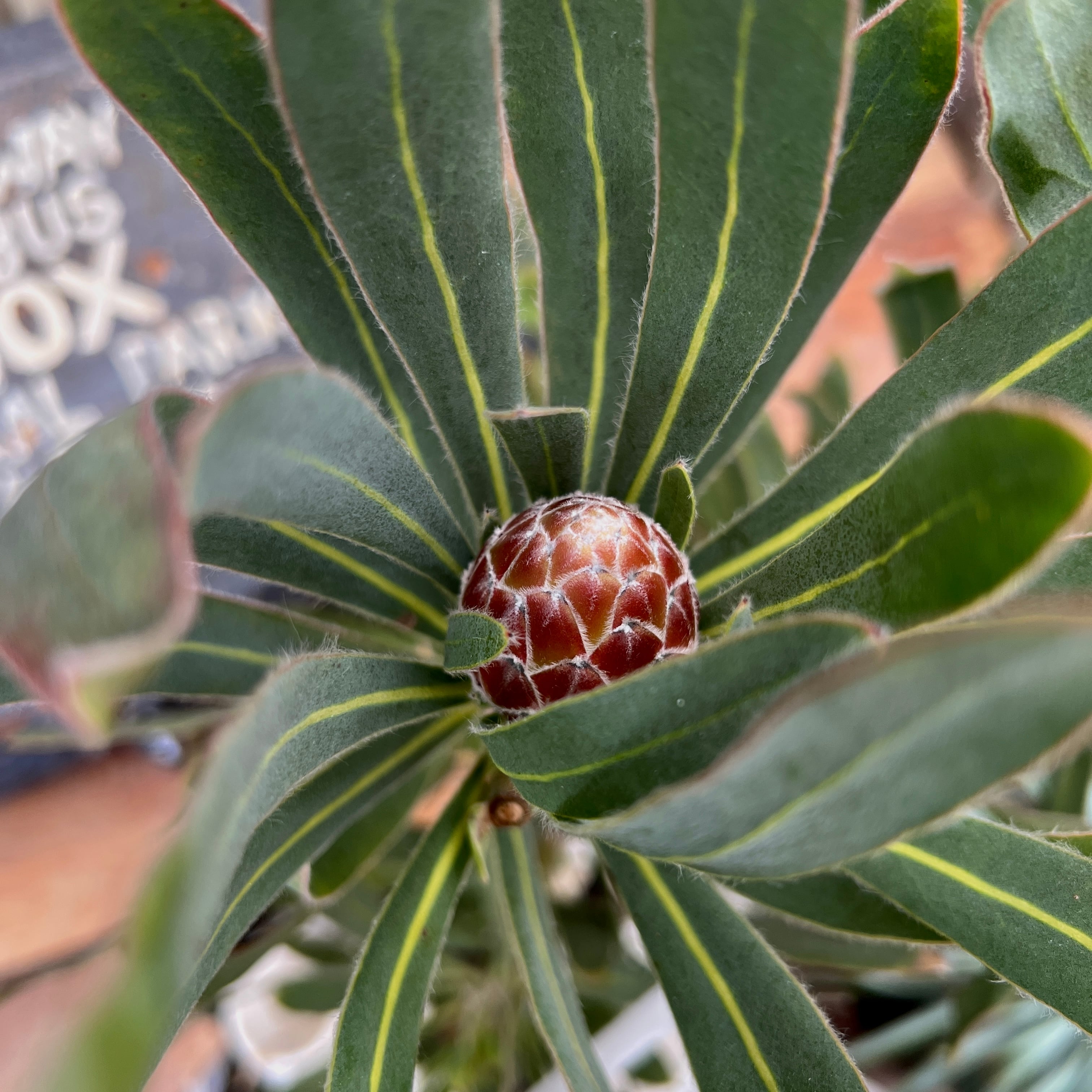 プロテア ポッサムマジック（5本立ち） | 沼ノ上農園