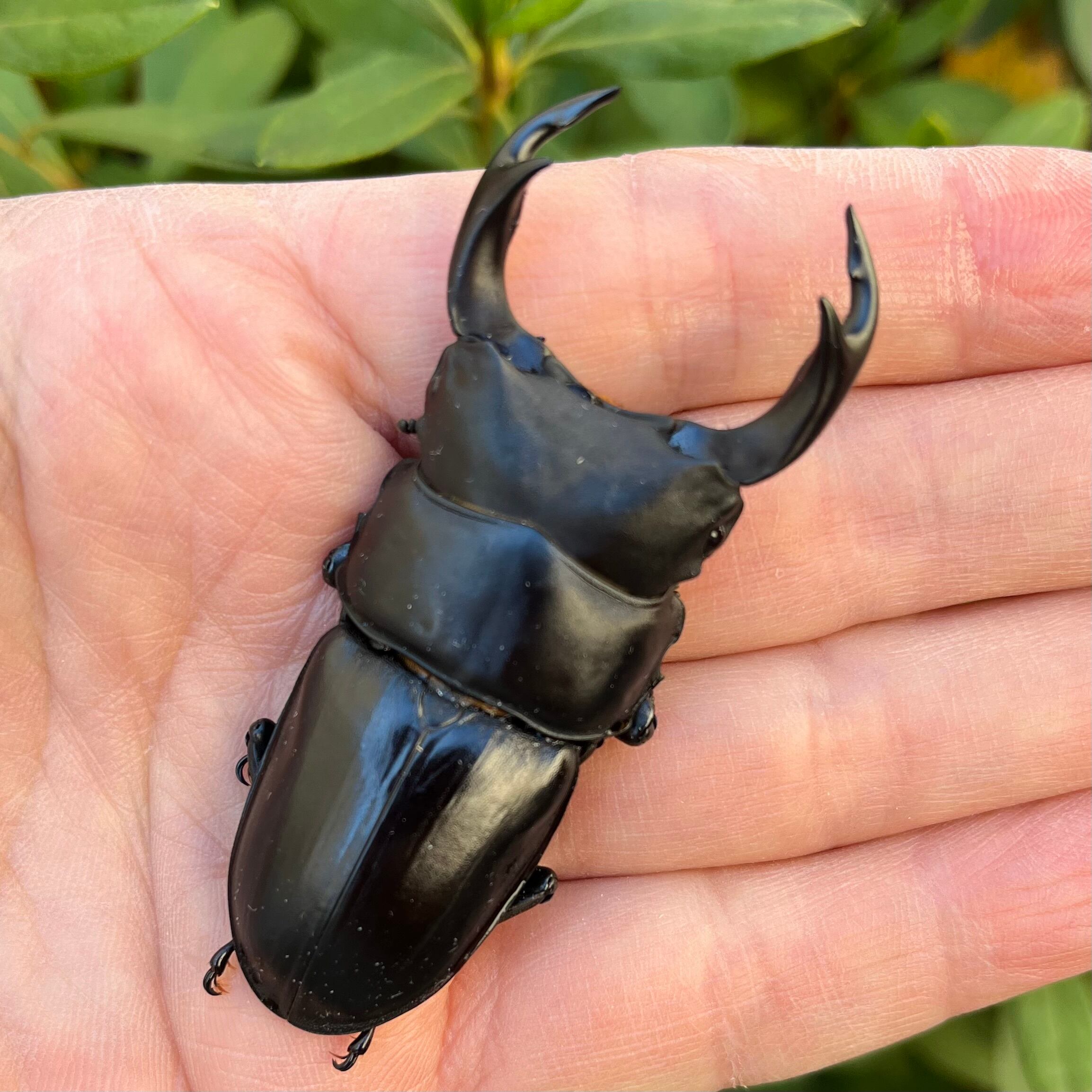 ①山梨県天然オオクワガタ3令幼虫♂♀セット】