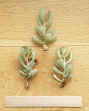 カット苗 【日本初上陸?!】 ダイフク Adromischus 'Daifuku'