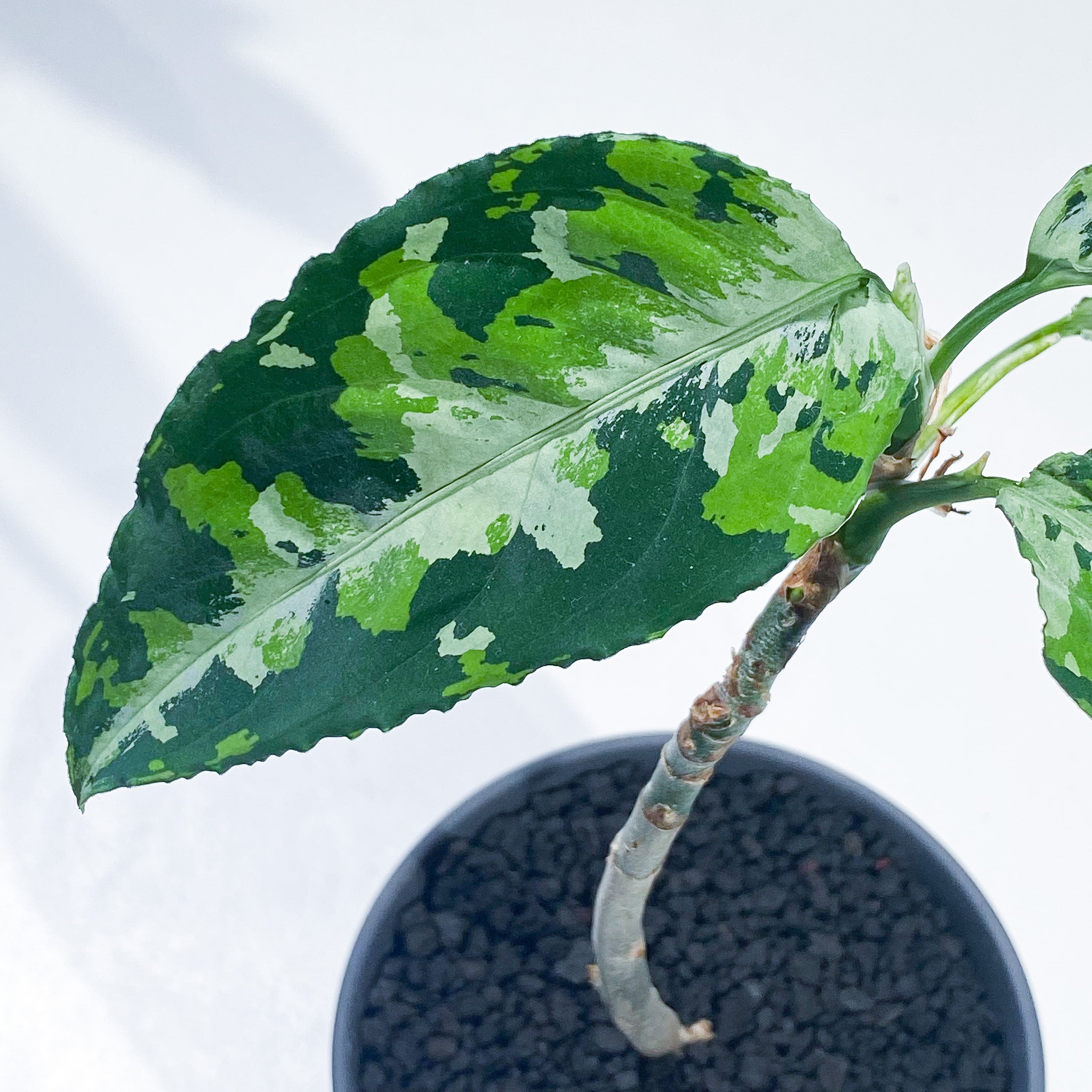 アグラオネマ LA1016-03j Aglaonema pictum AP Aceh, Sumatera, LA1016-03j