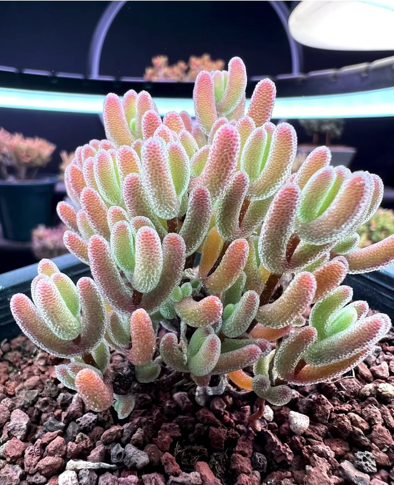 新入荷 超可愛い レア 多肉植物 ドロサンテマム キラキラ 瑠璃 抜き苗 