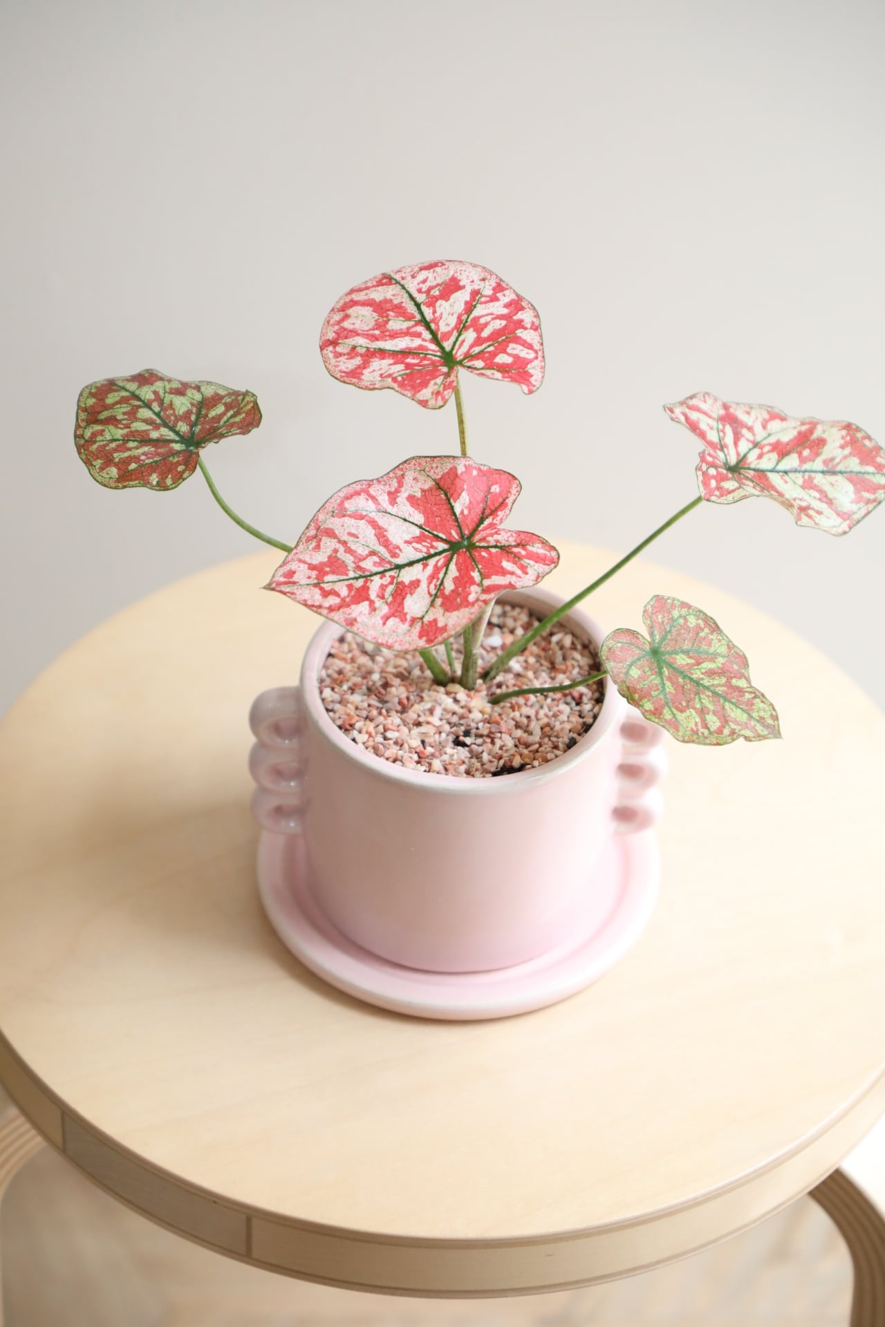 S】カラジウム ユニバース ピンク/Caladium | 【厳選植物・器】MIDORI