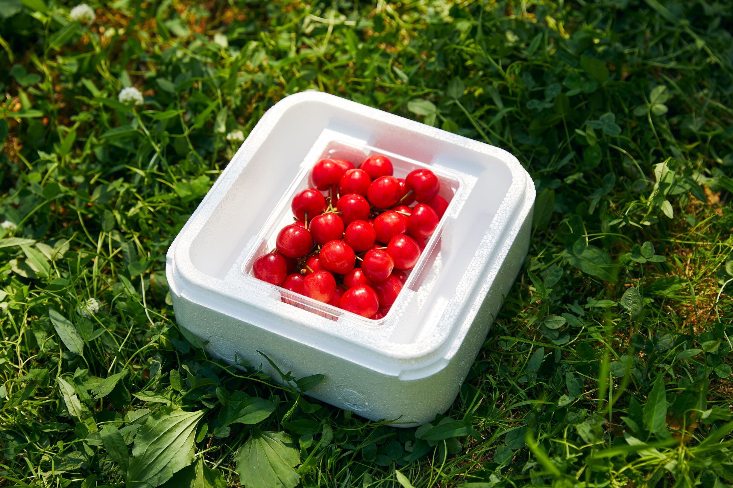 さくらんぼ | tairanouen