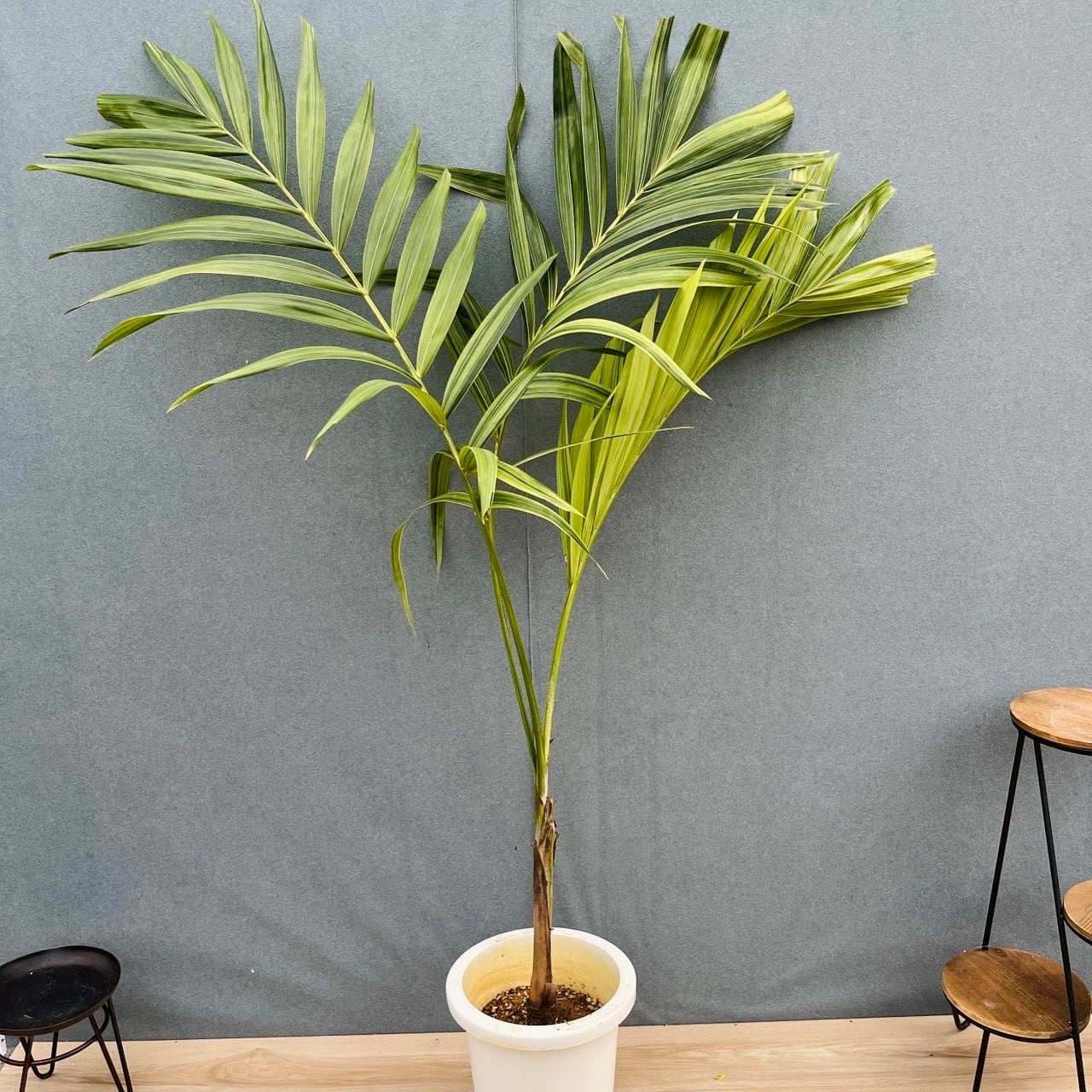 現品］【希少】8番 マニラヤシ 斑入り 観葉植物 大型 室内 8号 プラ鉢