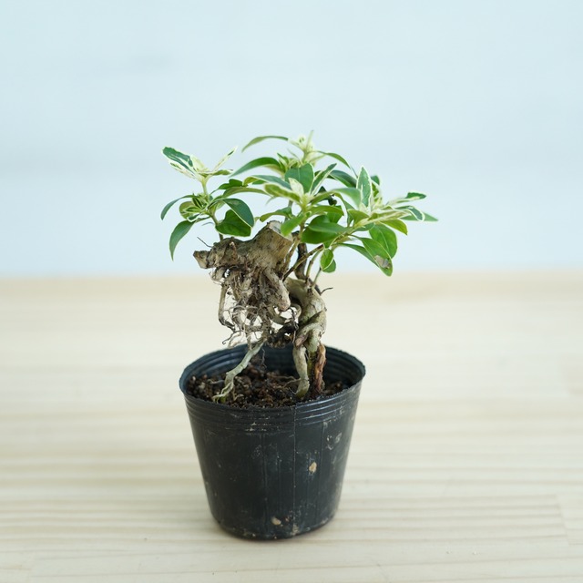 ◆現品◆ハクチョウゲ根上がり＃05　苔テラリウム作製用素材　◆テラリウム盆栽用