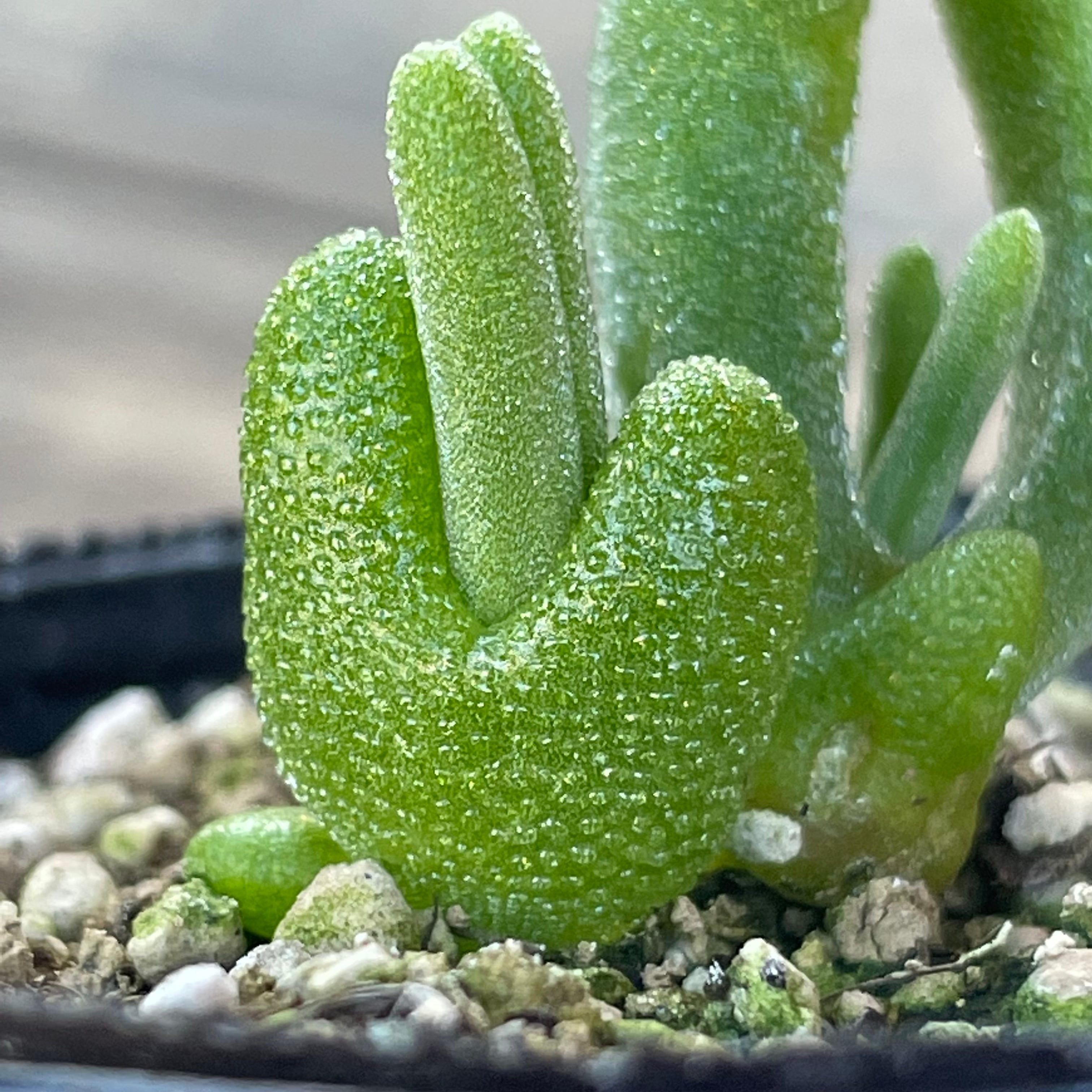 ツ4081「現地」モニラリア オブコニカ 中 抜き苗【3/17最新入荷