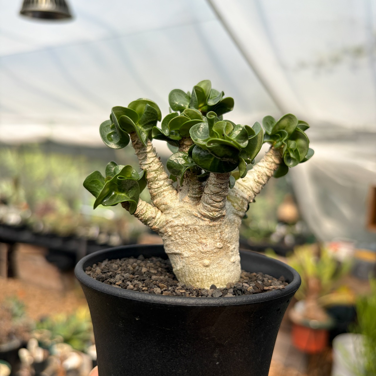 Adenium arabicum "Curly"【アデニウム・アラビカム・獅子葉】