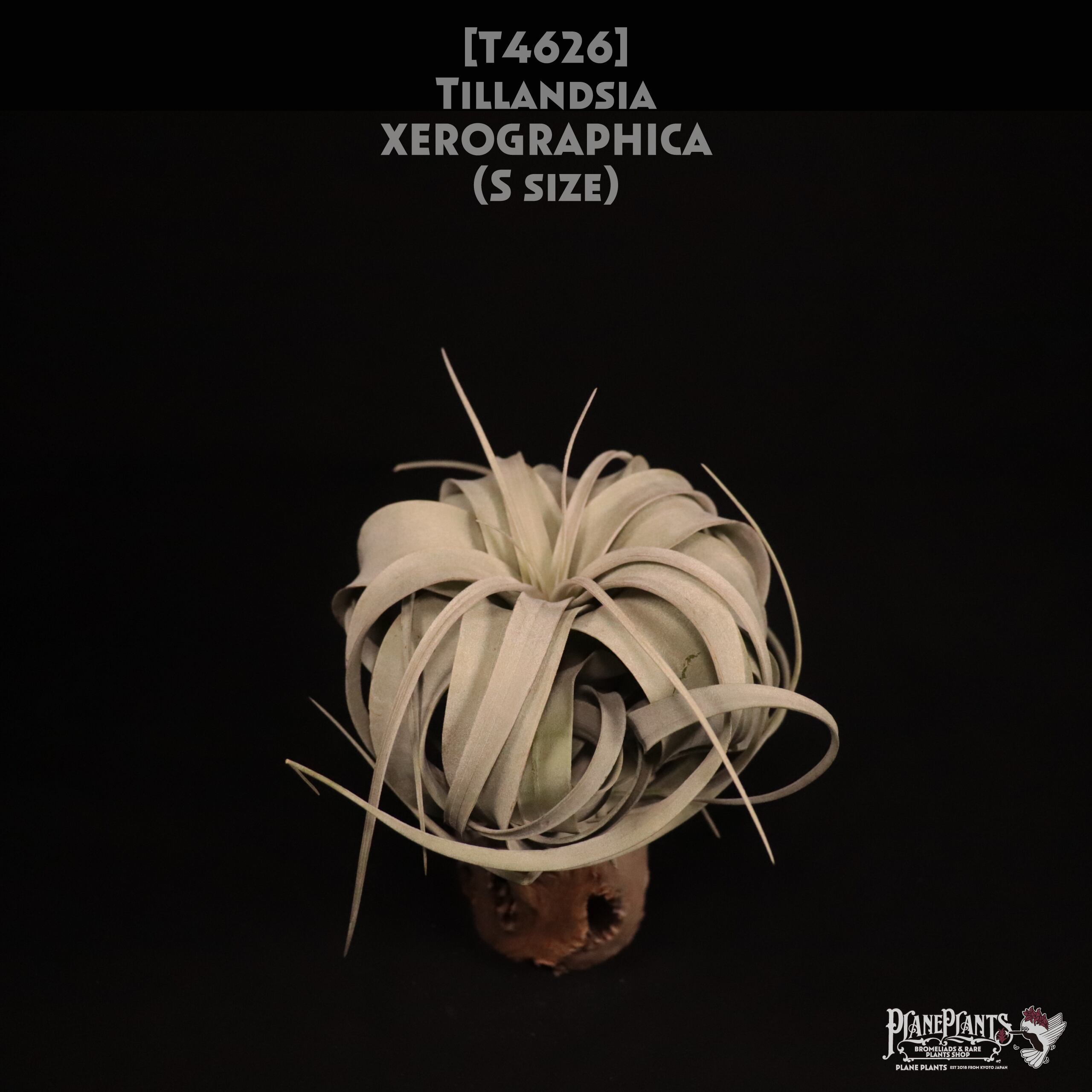 【送料無料】xerographica S〔エアプランツ〕現品発送T4626