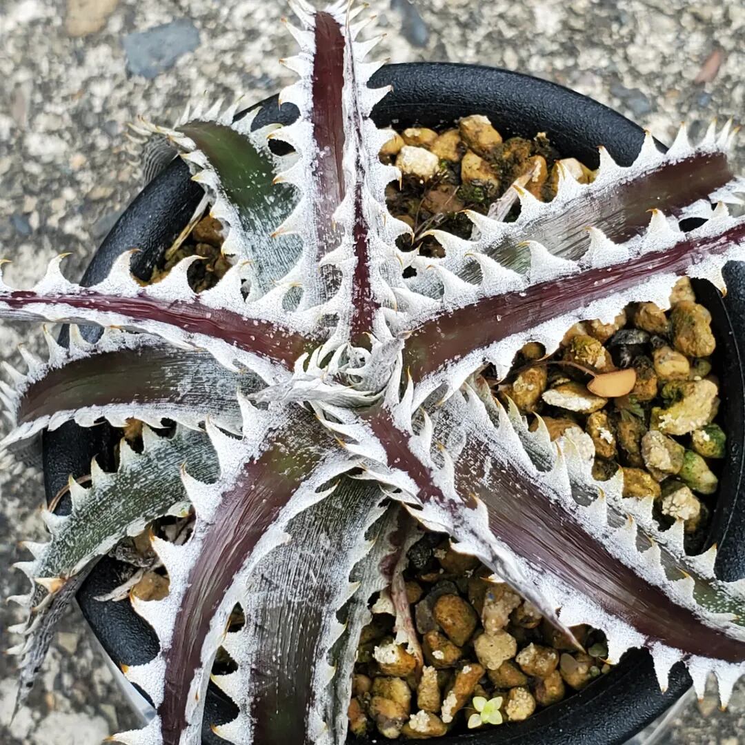 F00462_【SF02】Dyckia 'Samurai' x 'Fat Boy' (Otto Hybrid