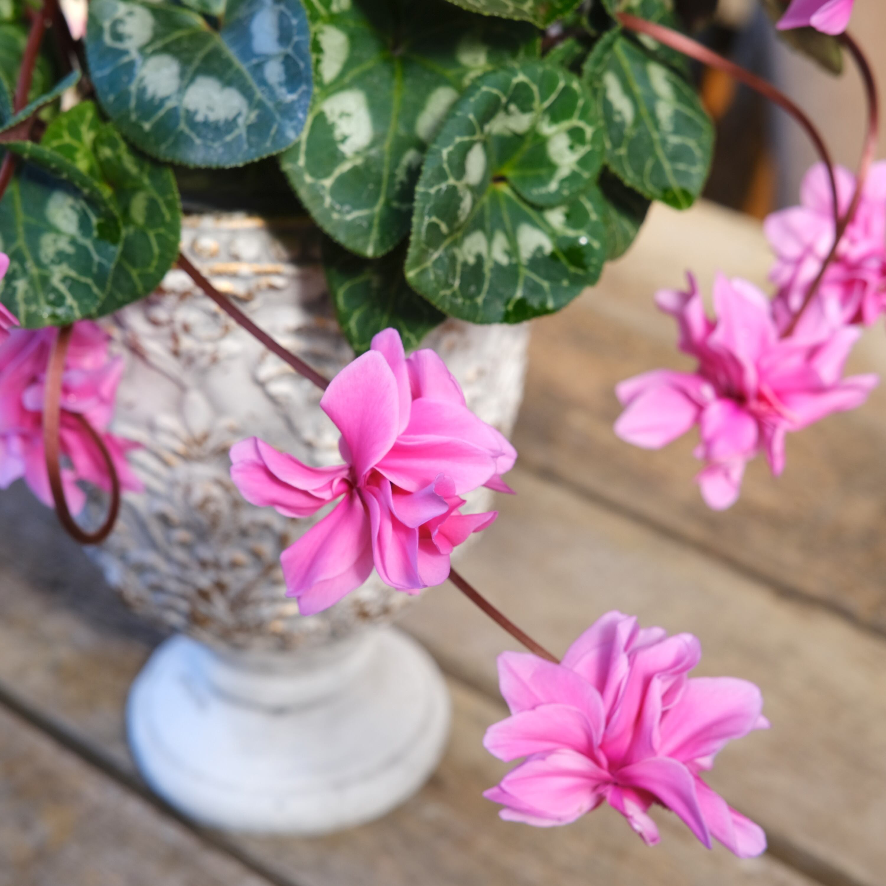 No, 16】ミニシクラメン チモシリーズ 八重《 枝垂れざき 》鉢なし