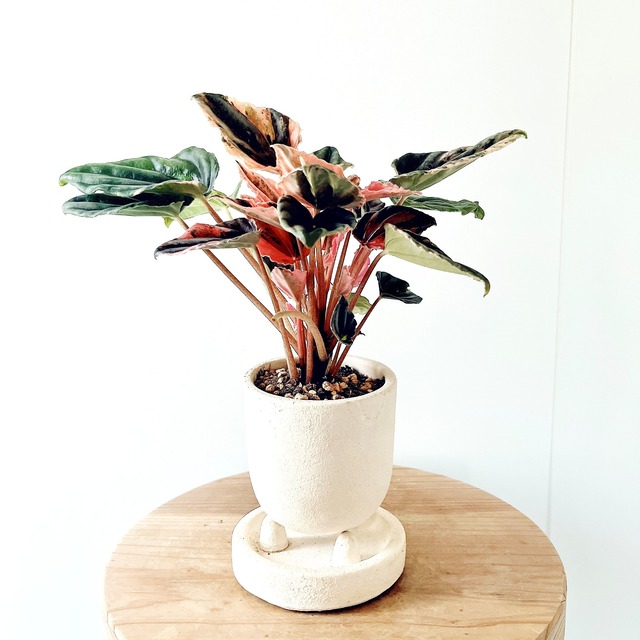 ◎一点もの ペペロミア・ピンクレディ｜陶器鉢仕立て・3号鉢