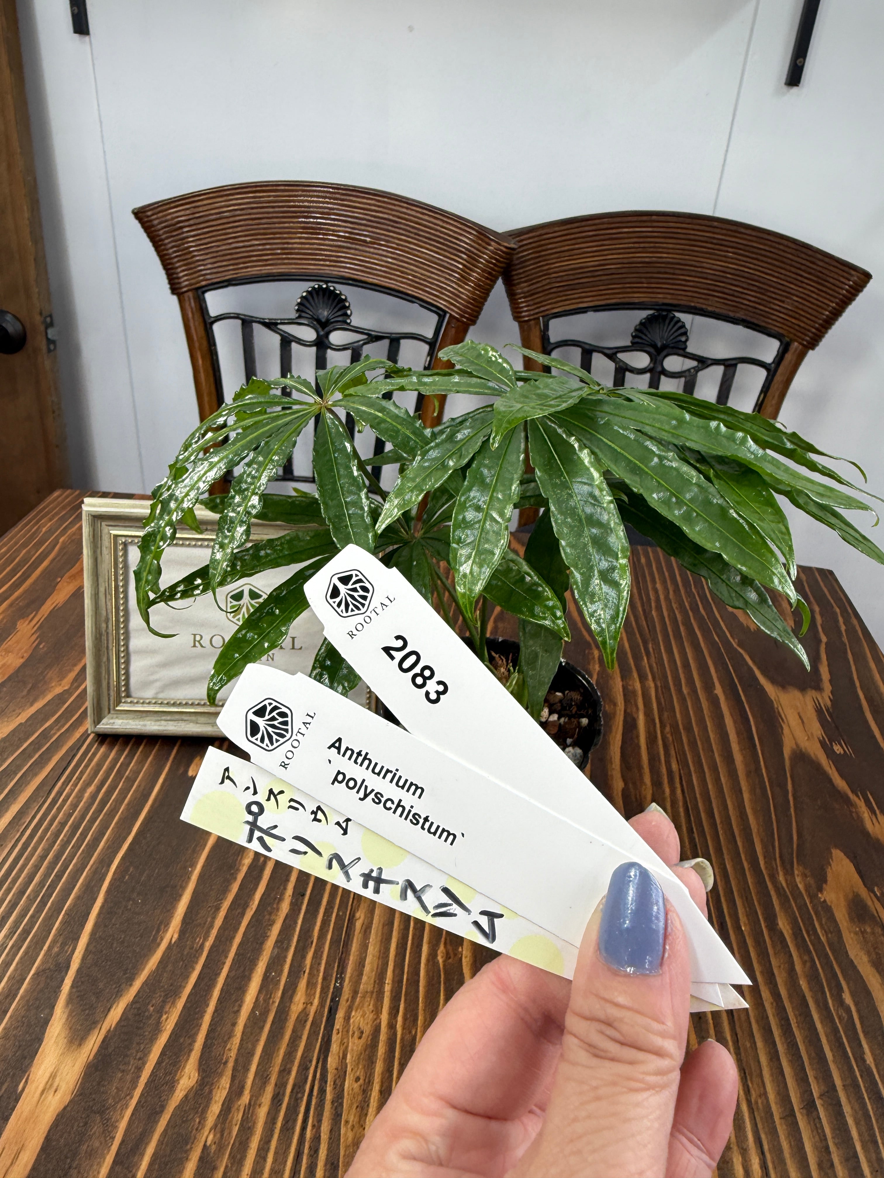 ★2083 アンスリウム ポリスキスツム(3号ポット)