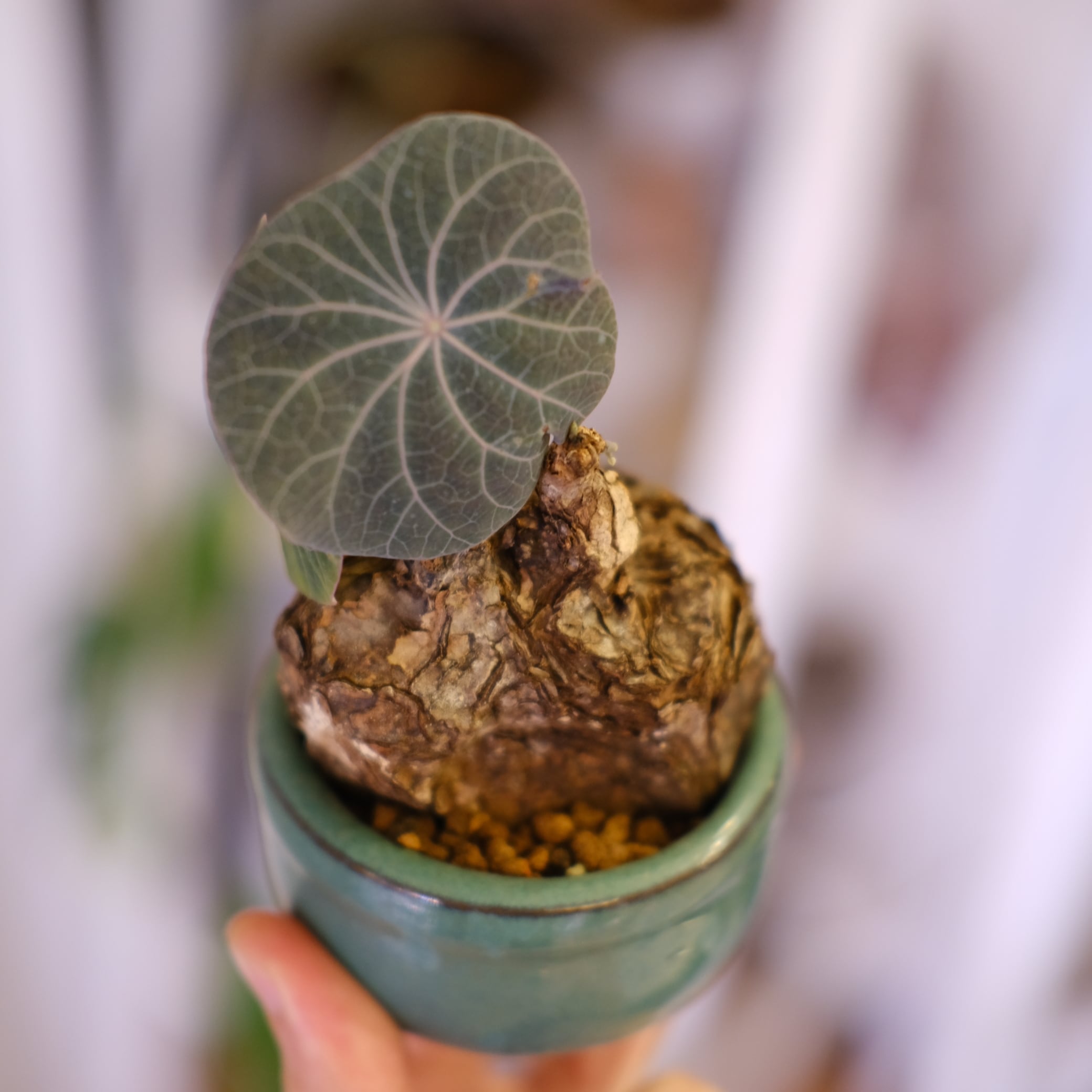 Stephania kaweesakii│ステファニア カウィーサキー⑤│観葉植物