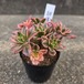 アエオニウム　甜茶錦