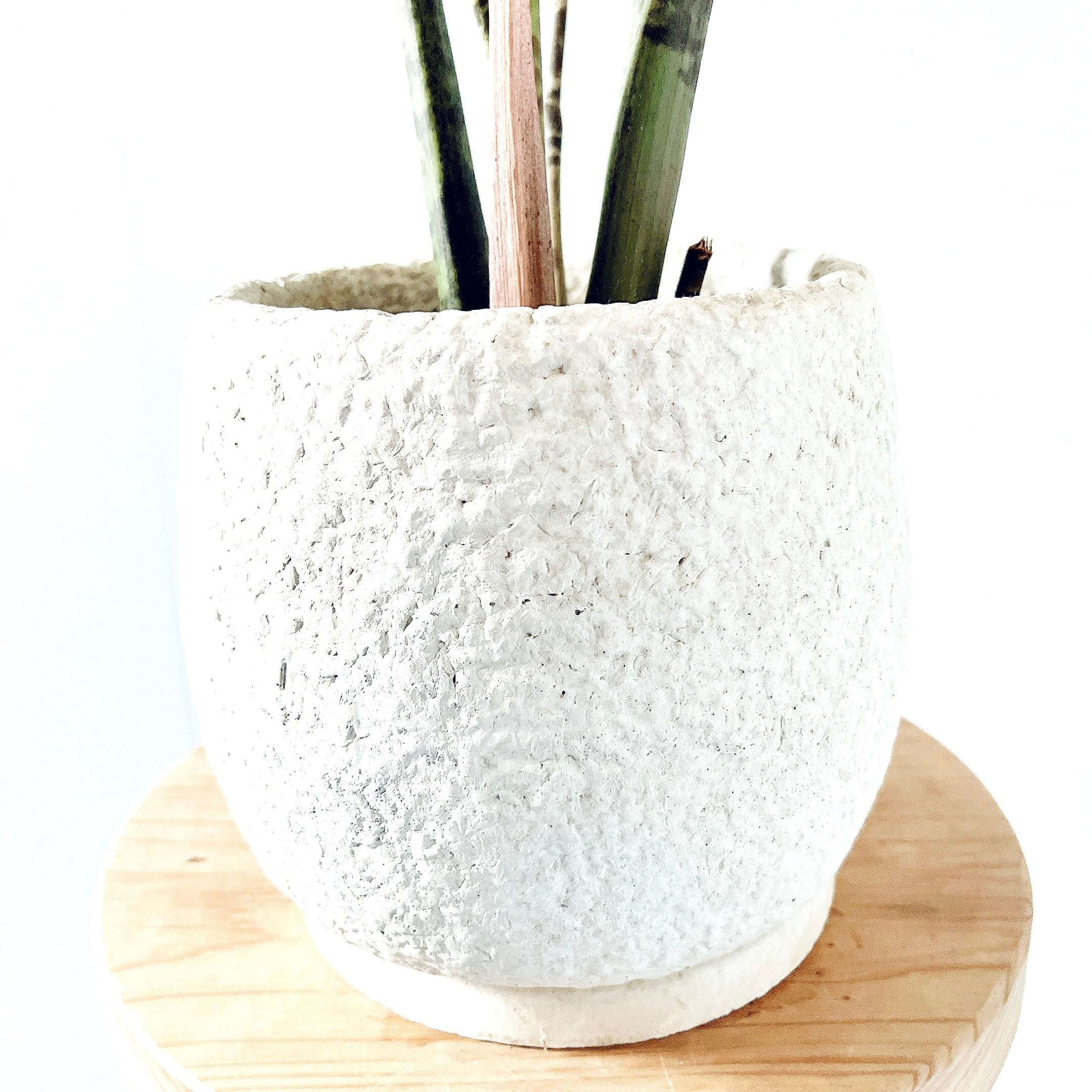PremiumPlants】斑入り ザミオクルカス セメント鉢仕立て 受皿calm