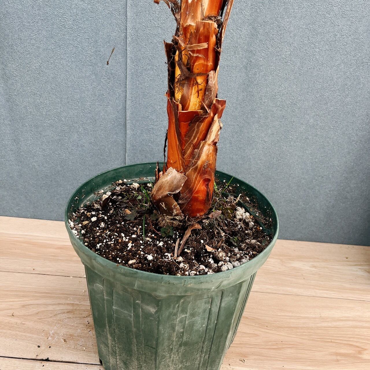 現品］ワシントニア 8号 観葉植物 室内 大型 大ヤシ プラスチック鉢