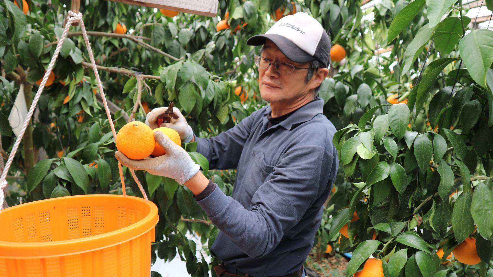 ミカン まどんな サイズL (15玉入り) | みねちゃんちのみかん