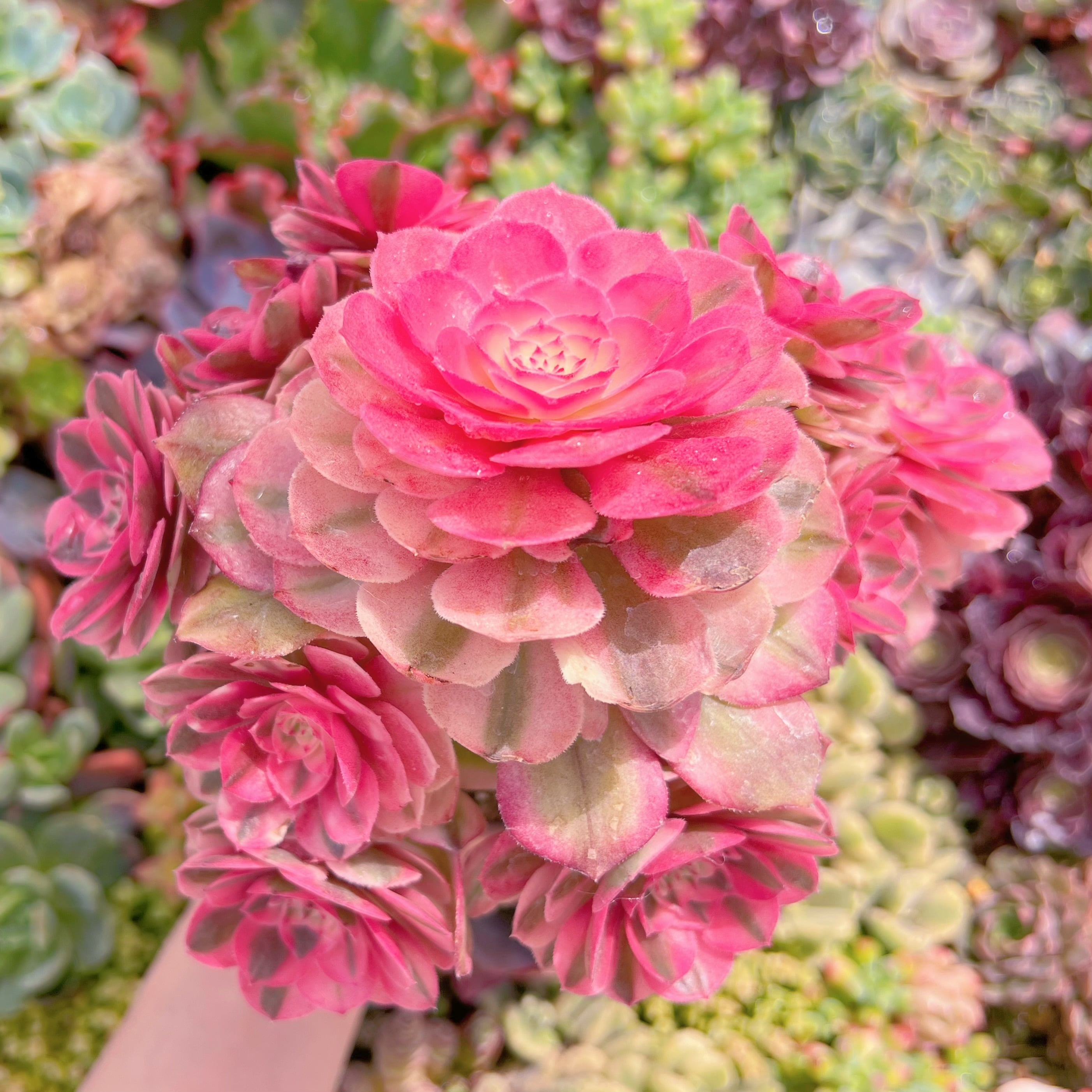 現品　ライチ#K444　大群生　美苗　新入荷　るる農園