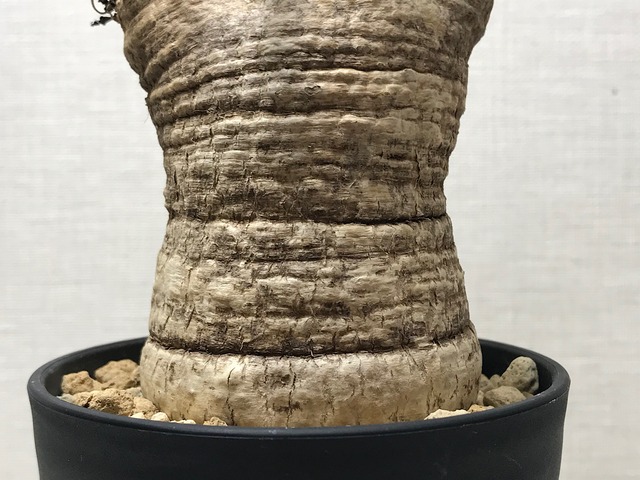 ユーフォルビア デシドゥア