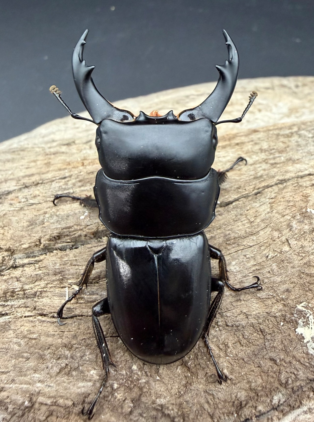 【WD】《ラマヒラタクワガタ 52.5mm ペア》